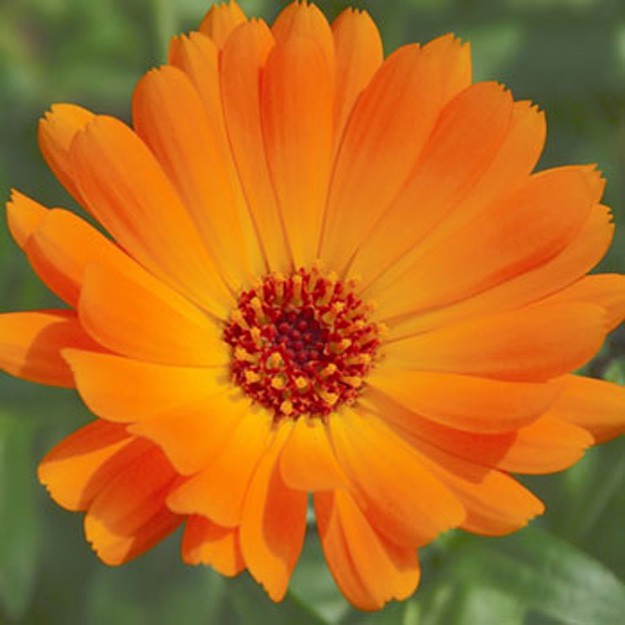 Calendula Flower