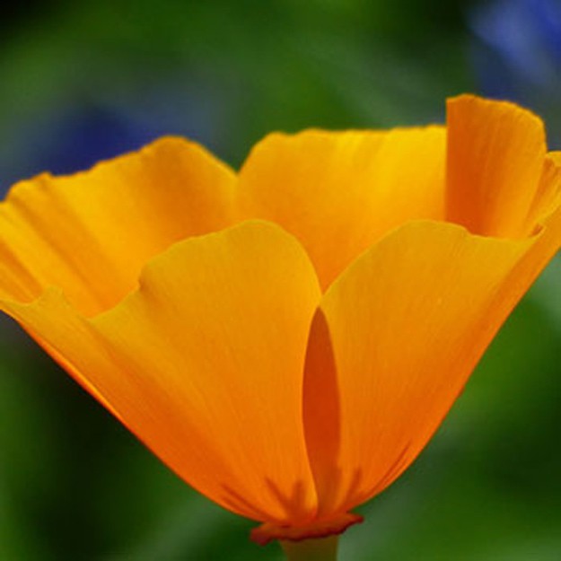 California Poppy Flower