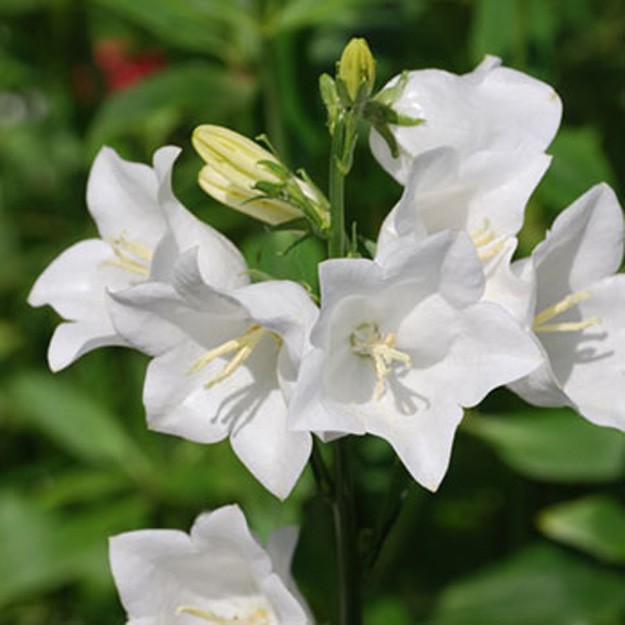 Canterbury Bells Flower