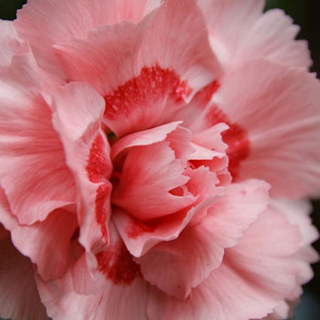 Carnation Flower