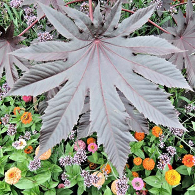 Castor Bean Flower