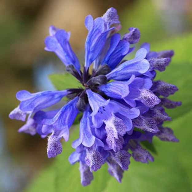 Catmint Flower