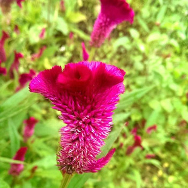 Celosia Flower