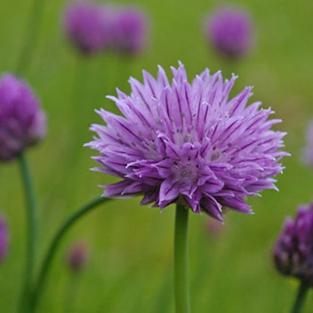 Chives Flower