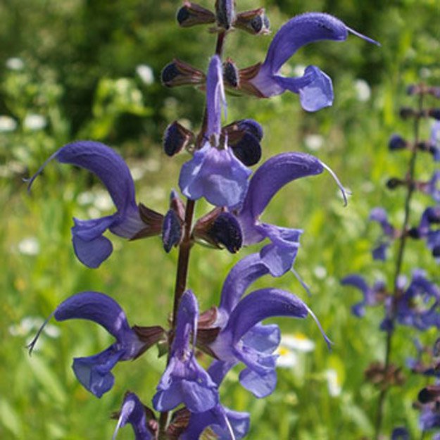 Clary Sage Flower