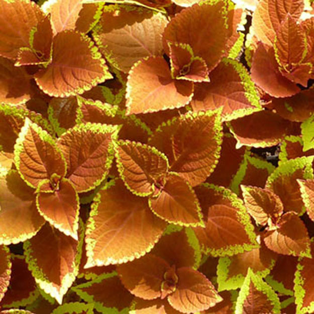 Coleus Flower