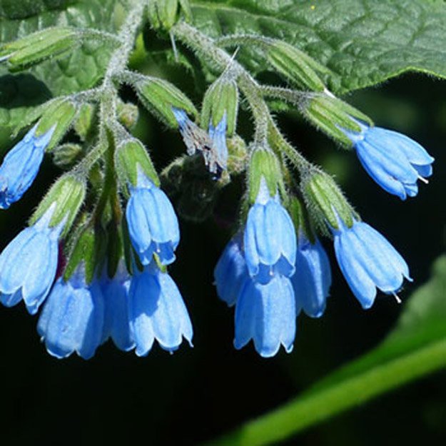 Comfrey Flower