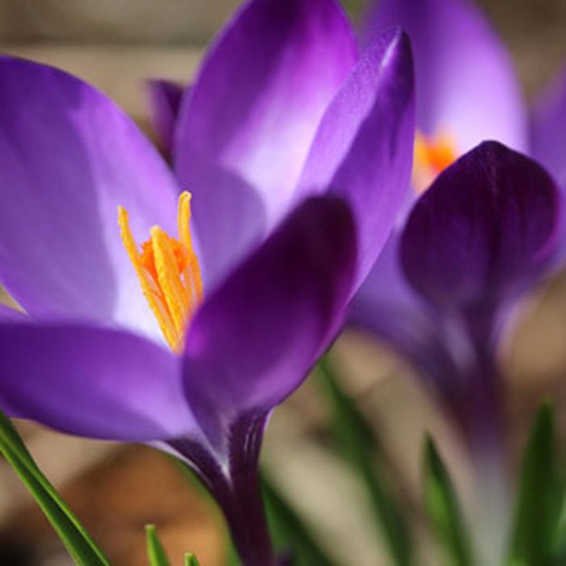 Crocus Flower