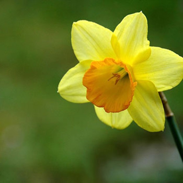 Daffodil Flower