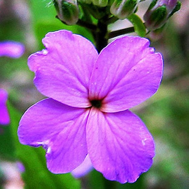Dames Rocket Flower