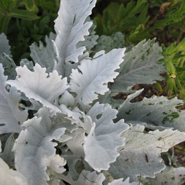 Dusty Miller Flower