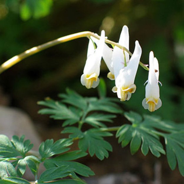 Dutchmans Breeches Flower