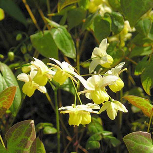 Epimedium Flower