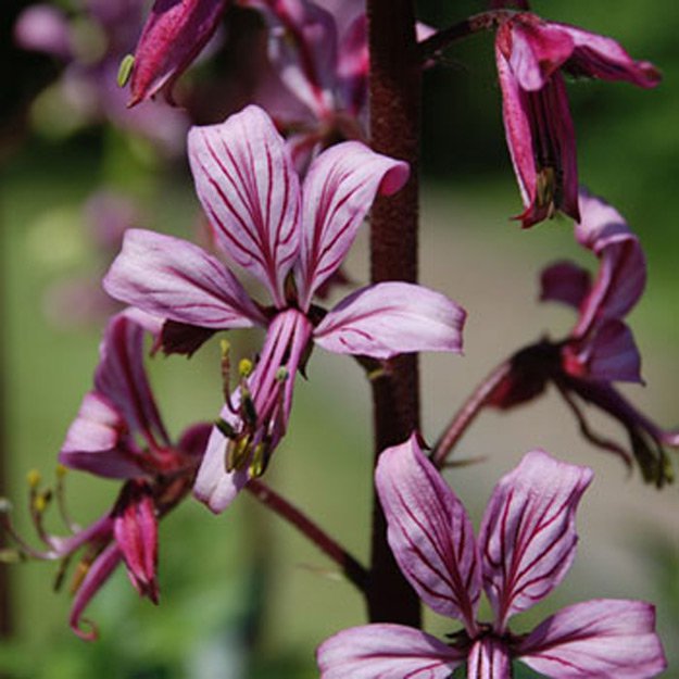 Gas Plant Flower