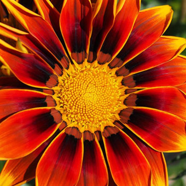 Gazania Flower