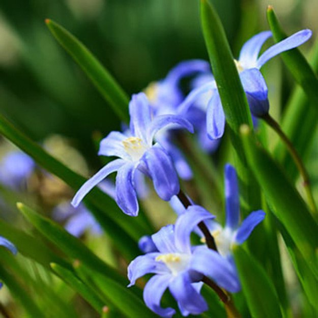 Glory of the snow Flower