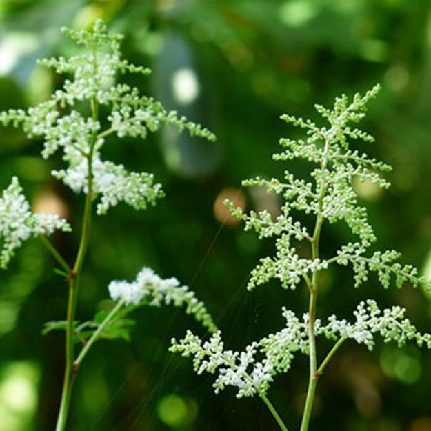 Goatsbeard Flower