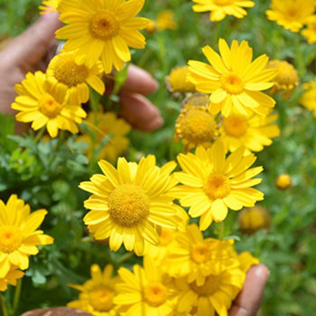 Golden Marguerite Flower