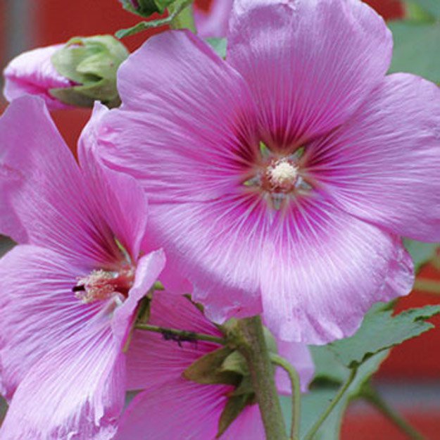 Hollyhock Flower