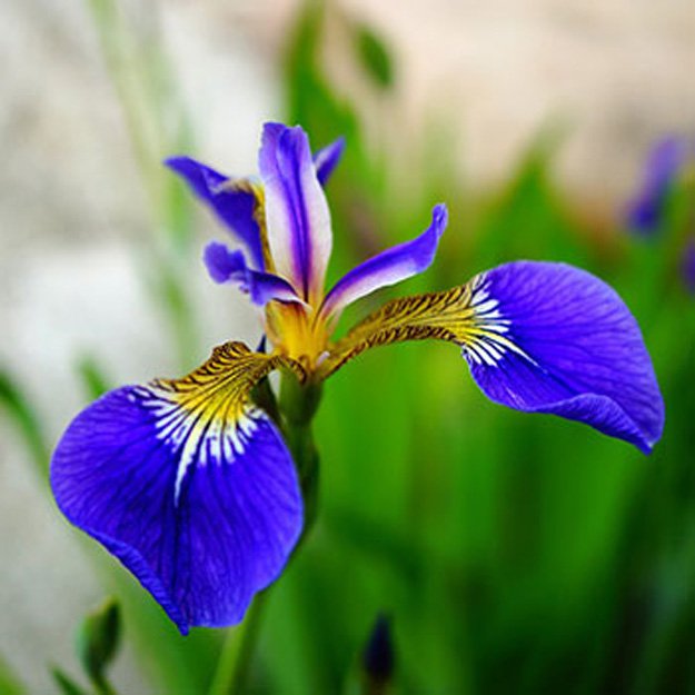 Iris Flower