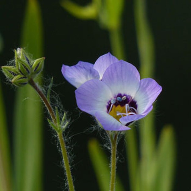 Jacobs Ladder Flower