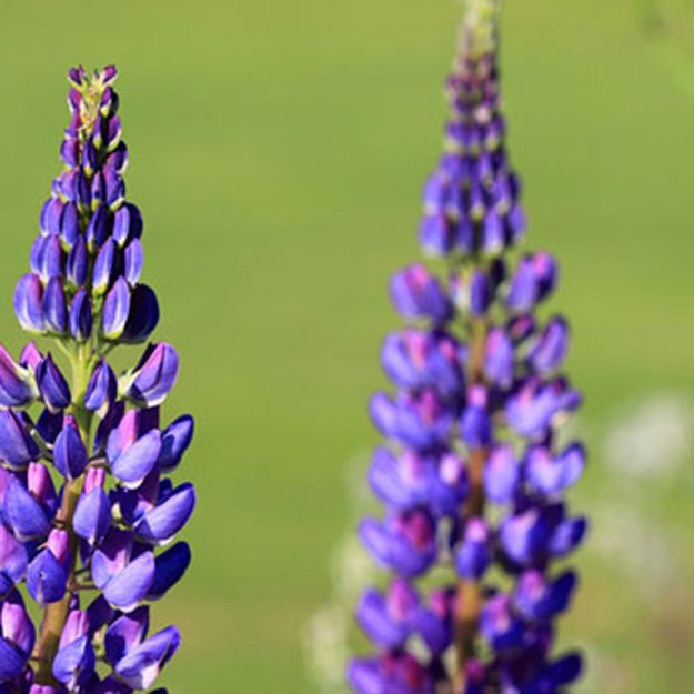 Lupine Flower