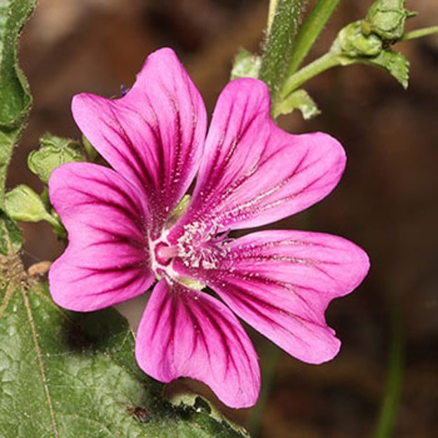 Malva Flower