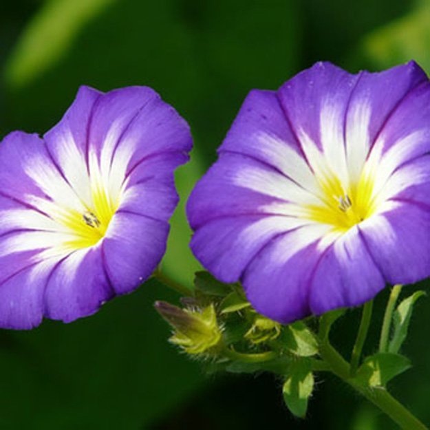 Morning Glory Flower