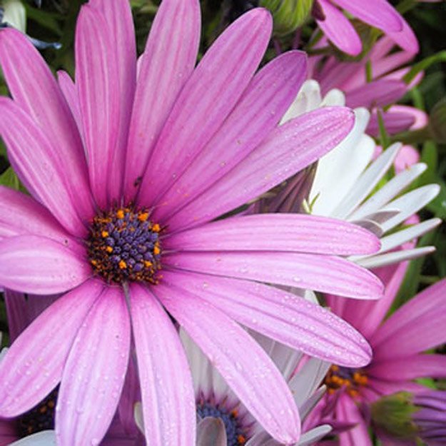Osteospermum Flower