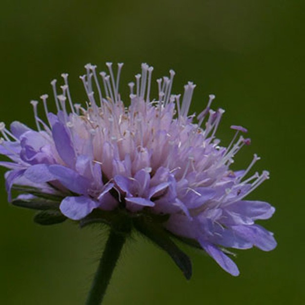Pincushion Flowers
