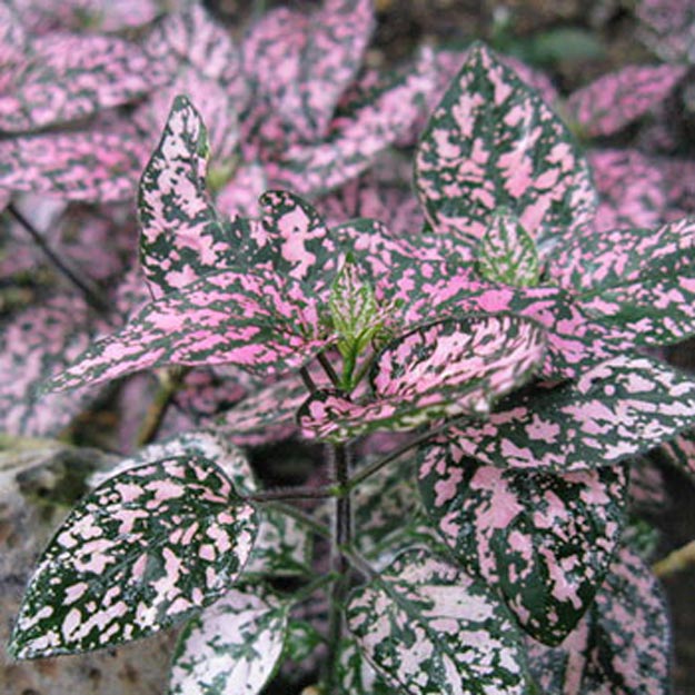 Polkadot Plant Flower
