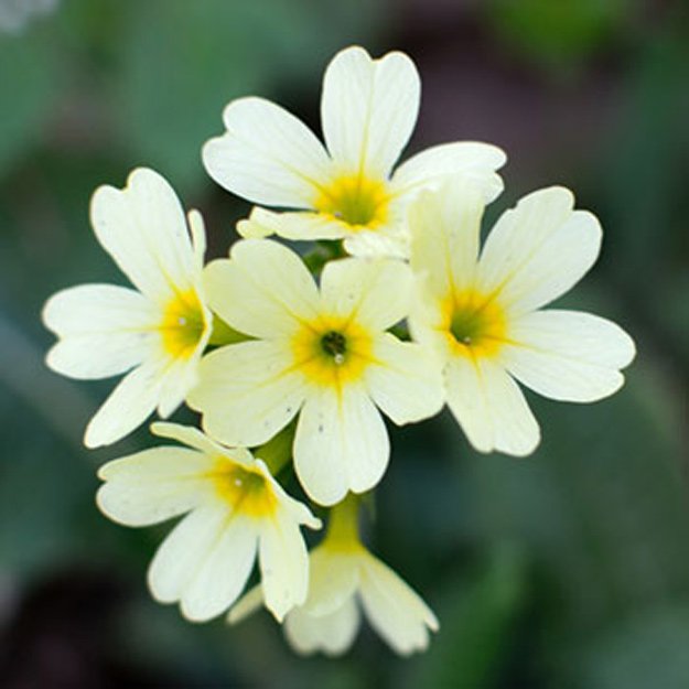 Primrose Flower