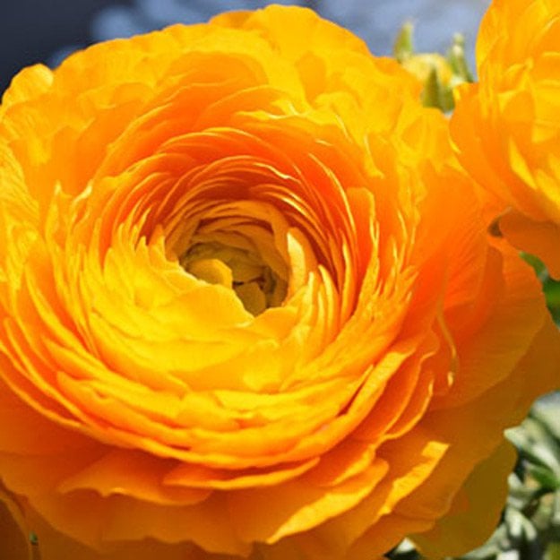 Ranunculus Flower