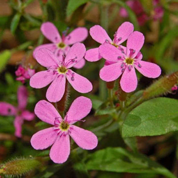 Rock Soapwort Flower