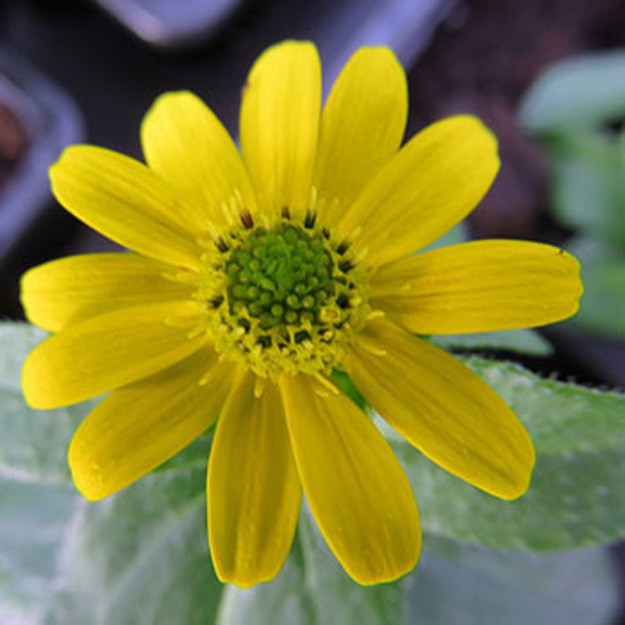 Sanvitalia Flower