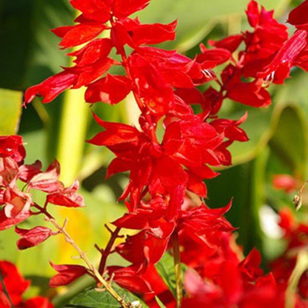 Scarlet Sage Flower
