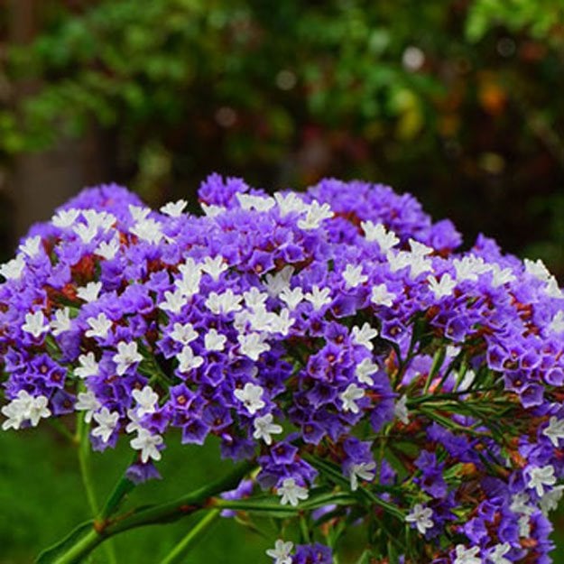 Sea Lavender Flower