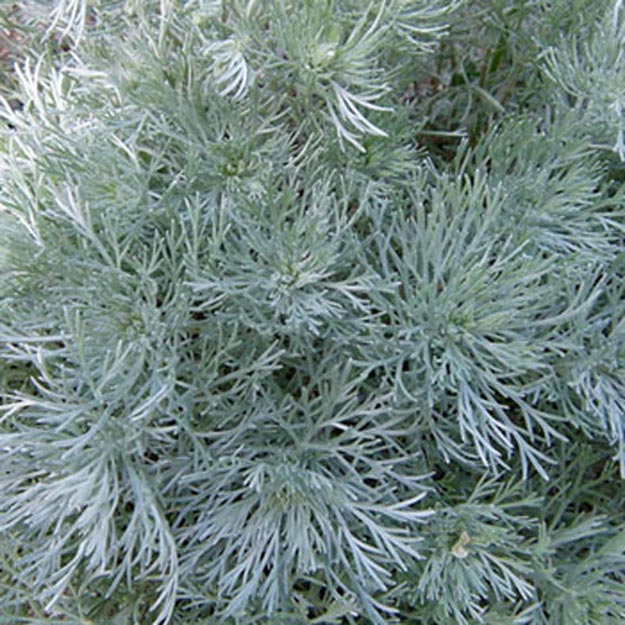 Silvermound Flower