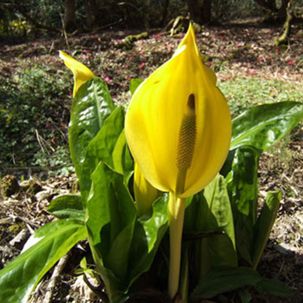 skunk Cabbage Flower