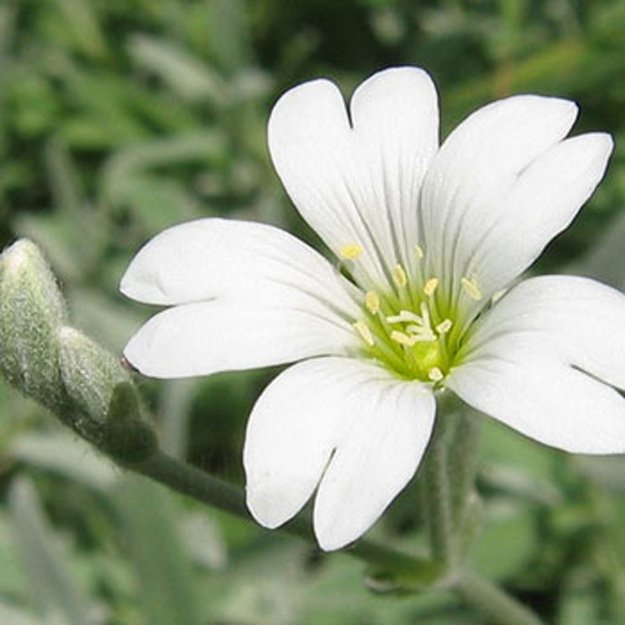 Snow in Summer Flower