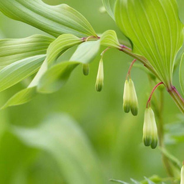 Solomons Seal Flower