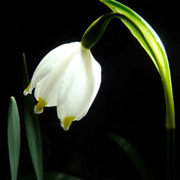 Spring snowflake Flower