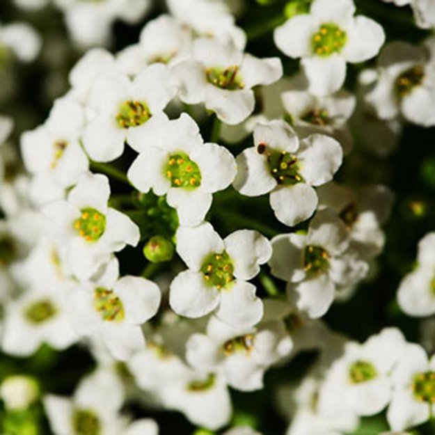 Sweet Alyssum Flower