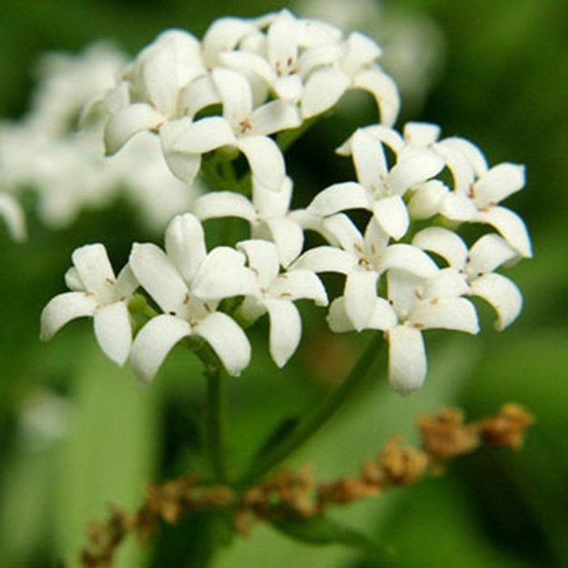 Sweet Woodruff Flower