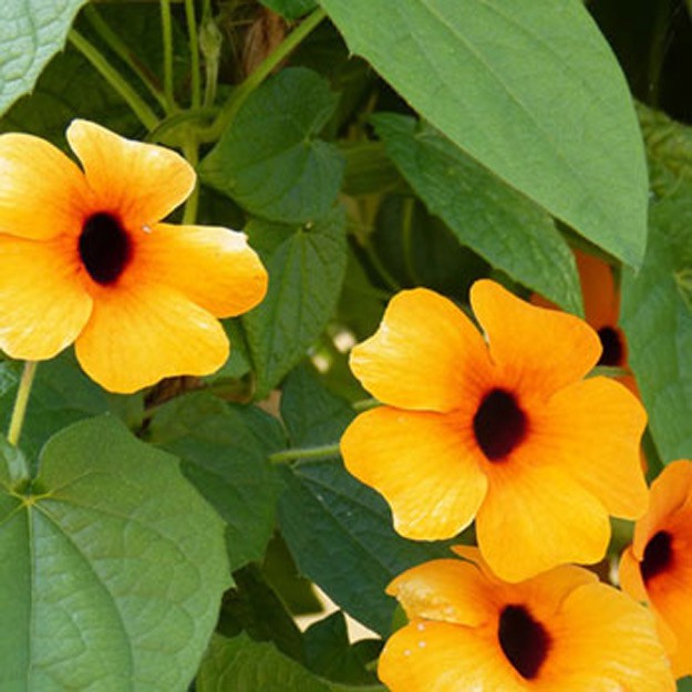 Thunbergia Flower