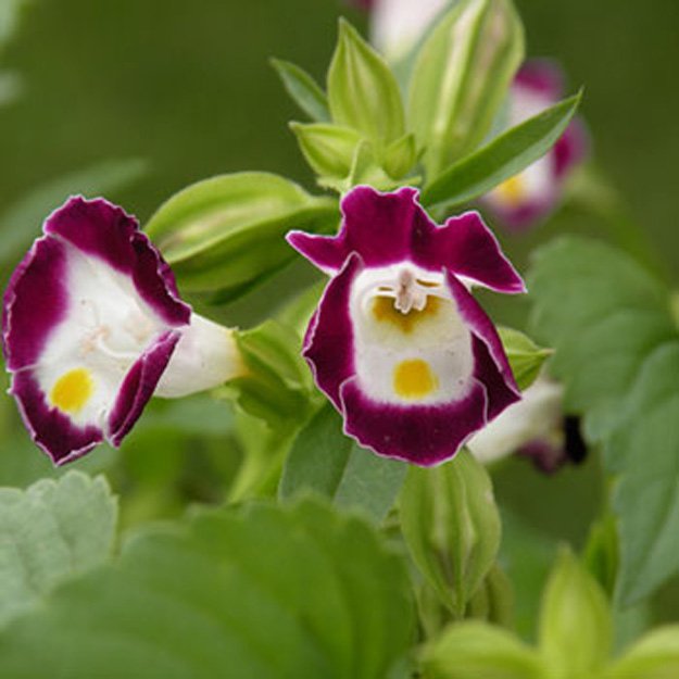 Torenia Flower