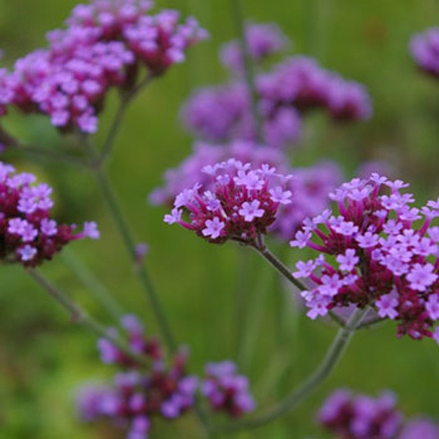 Verbena Flower