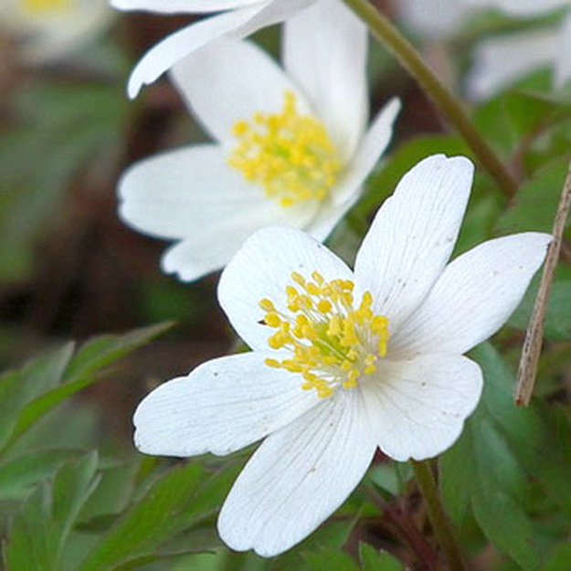 Windflower Flower