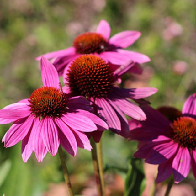 Coneflowers Flower