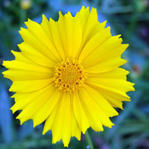 Coreopsis Flower